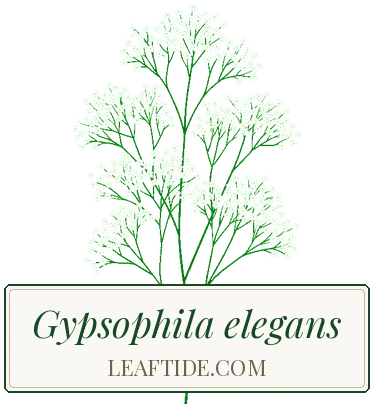 Gypsophila elegans