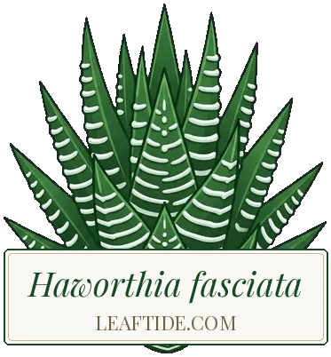 Haworthia fasciata