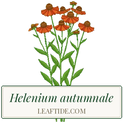 Helenium autumnale