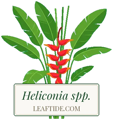 Heliconia spp.