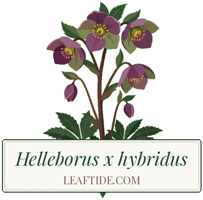 Helleborus x hybridus