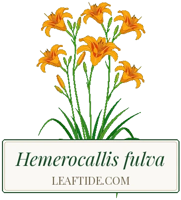 Hemerocallis fulva