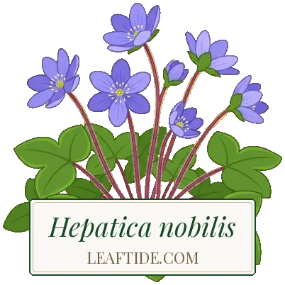 Hepatica nobilis