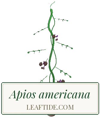 Apios americana