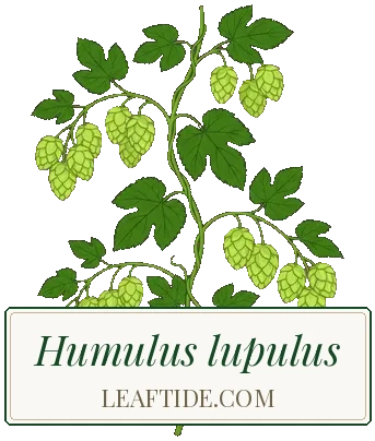 Humulus lupulus
