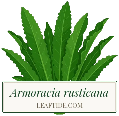 Armoracia rusticana