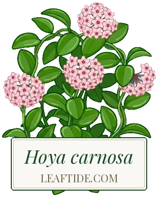 Hoya carnosa