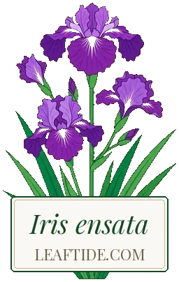 Iris ensata