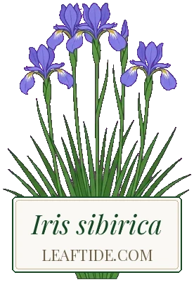 Iris sibirica