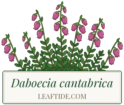 Daboecia cantabrica