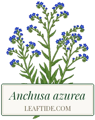 Anchusa azurea