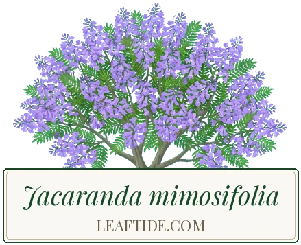 Jacaranda mimosifolia