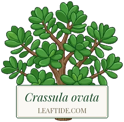 Crassula ovata