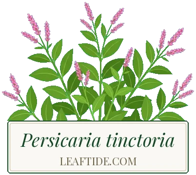 Persicaria tinctoria