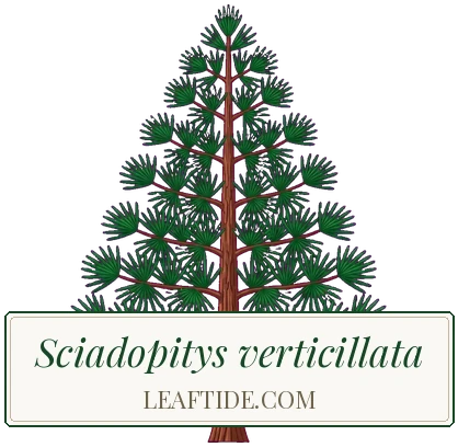 Sciadopitys verticillata
