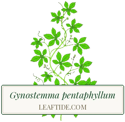 Gynostemma pentaphyllum