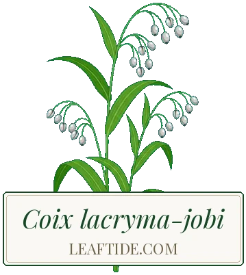 Coix lacryma-jobi