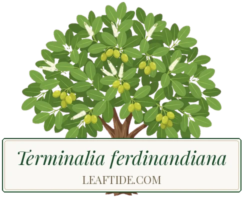 Terminalia ferdinandiana