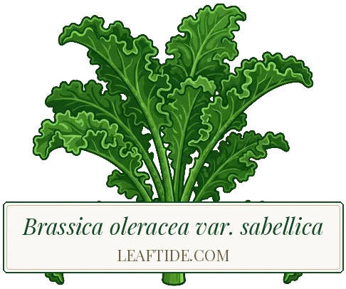 Brassica oleracea var. sabellica