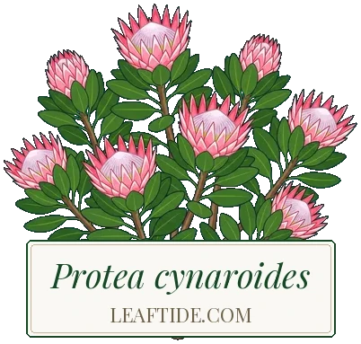 Protea cynaroides