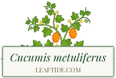 Cucumis metuliferus