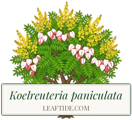 Koelreuteria paniculata