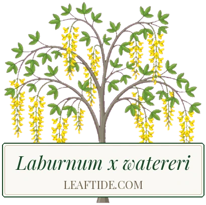 Laburnum x watereri