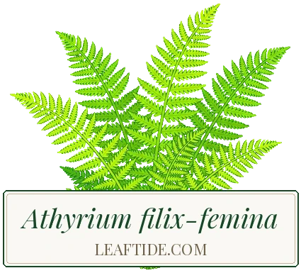 Athyrium filix-femina