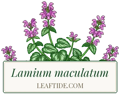 Lamium maculatum