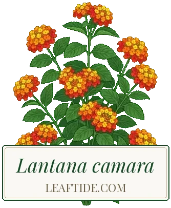 Lantana camara