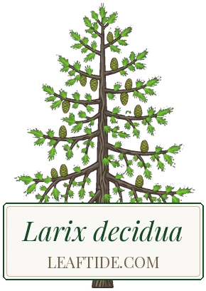Larix decidua