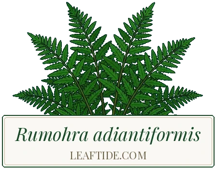 Rumohra adiantiformis