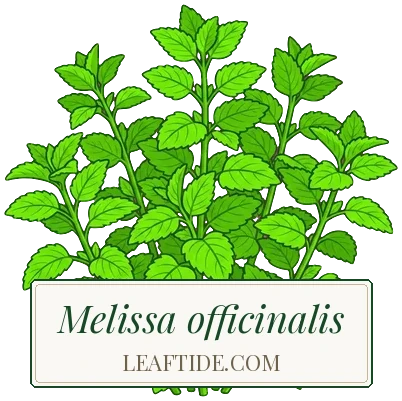 Melissa officinalis