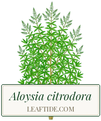 Aloysia citrodora