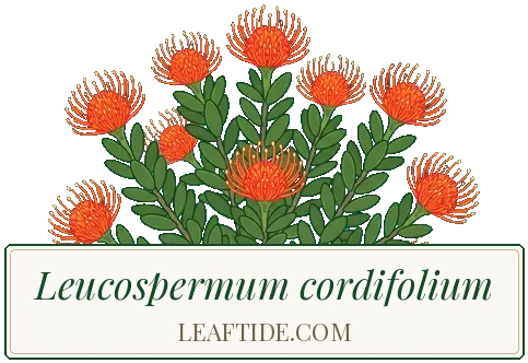 Leucospermum cordifolium