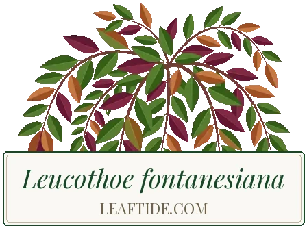 Leucothoe fontanesiana