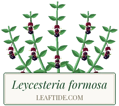 Leycesteria formosa