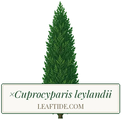 ×Cuprocyparis leylandii