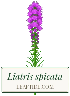 Liatris spicata