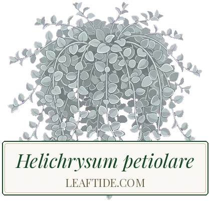 Helichrysum petiolare