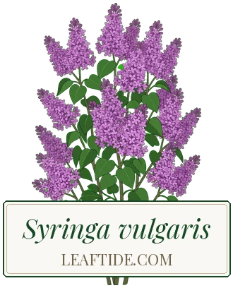 Syringa vulgaris