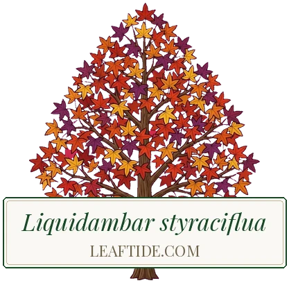 Liquidambar styraciflua
