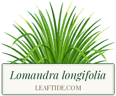 Lomandra longifolia