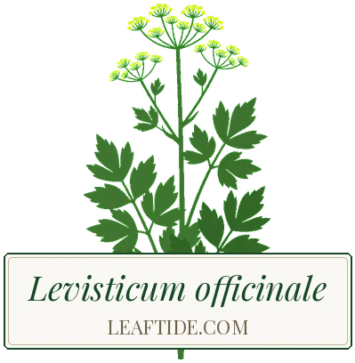 Levisticum officinale