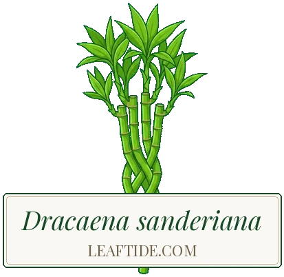 Dracaena sanderiana