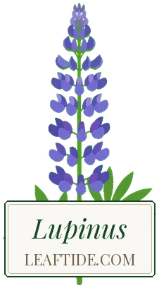 Lupinus