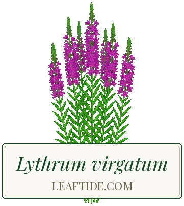 Lythrum virgatum
