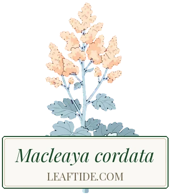 Macleaya cordata