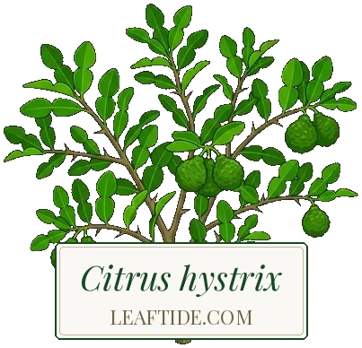 Citrus hystrix