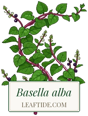 Basella alba